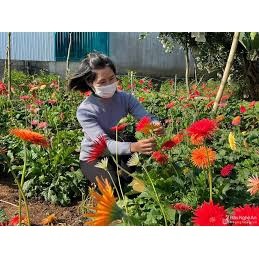 Hạt giống hoa đồng tiền cao 30 hạt