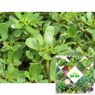 5gr hạt giống rau sam