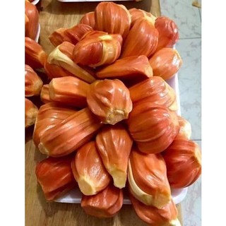 Cây giống Mít Ruột Đỏ sơ đỏ GDFG ( chuyên cây giống )