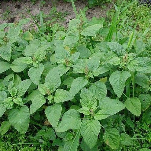 Cây Dền Gai tươi 1kg