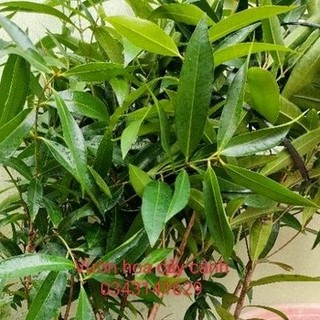 Cây mận lý ( cao trên 55cm ) ÁDASD ( cây xanh ngọc lan 47)