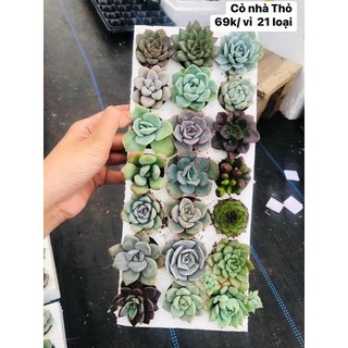 Sen vỉ ĐẶC BIỆT 21 cây 21 loại (tặng thêm giá thể+phân+thuốc rệp)