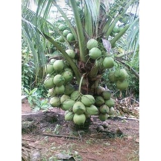 Cây giống dừa xiêm lùn siêu trái