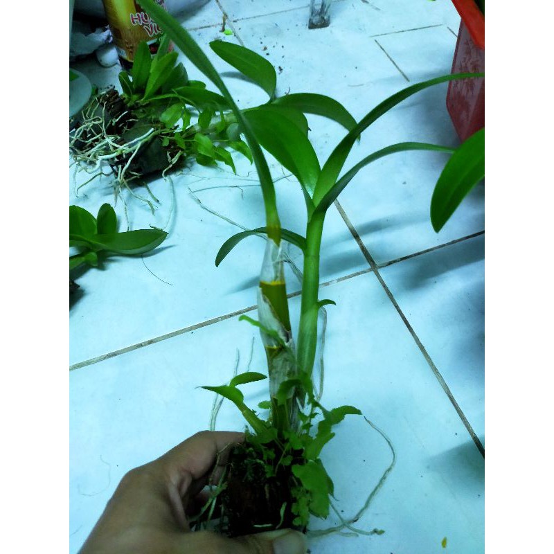 Combo 10 cây lan denro nhiều màu