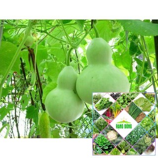 Hạt giống bầu hồ lô 5 hạt