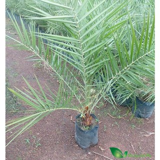 Chà là Nam Mỹ choai 2 tuổi loại cây cảnh, cây công trình mang nét đẹp mạnh mẽ, cây cao 80cm dễ trồng