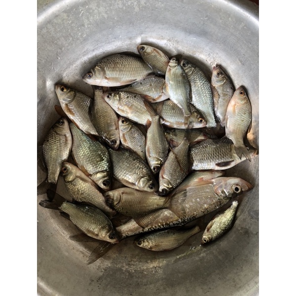 Bông tuyết câu cá gói 200g