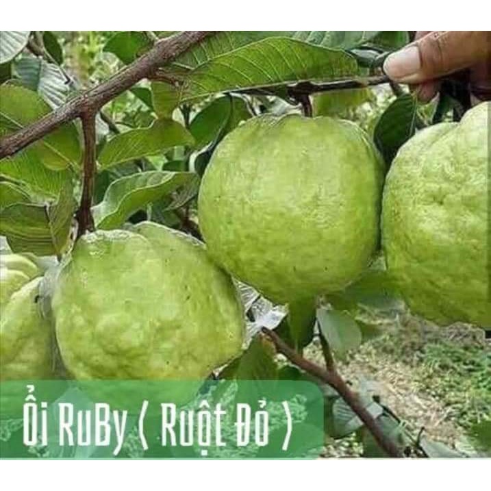CÂY GIỐNG ỔI RUBY RUỘT ĐỎ ( cây xanh ngọc lan 47)