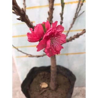Đào bạch, đào thất thốn, đào bích và đào phai