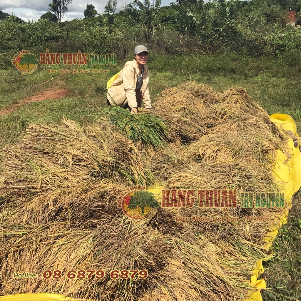 Trà Gạo Lứt Rẫy Hằng Thuận Tây Nguyên