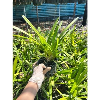 Kiếm Phan Trí Gieo Hạt - Chậu Phi 12