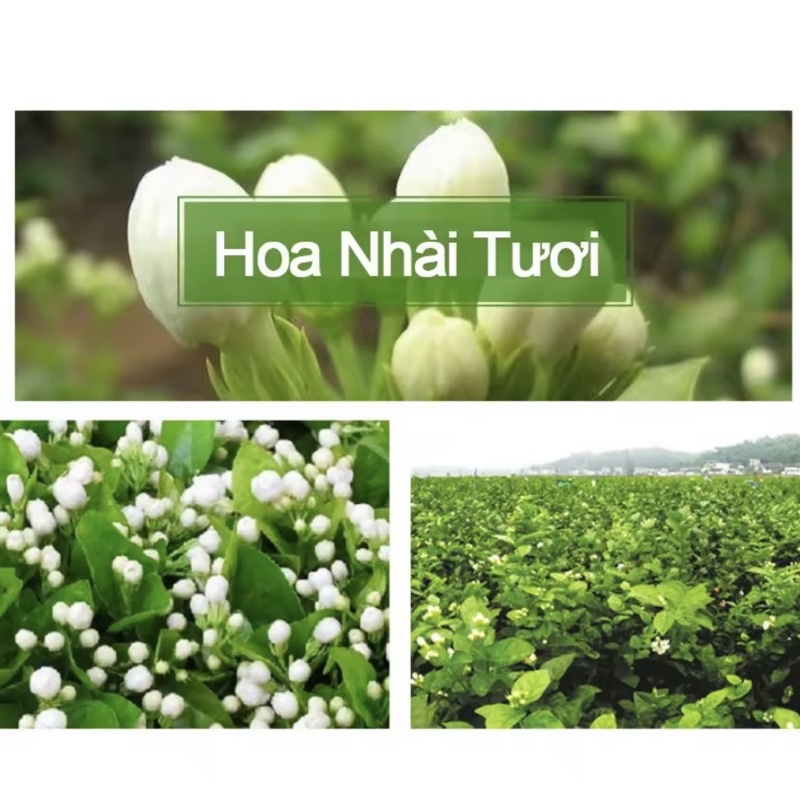 Trà Nụ Hoa Nhài  Sấy Khô, Nụ To, Trắng, Sạch, Thơm
