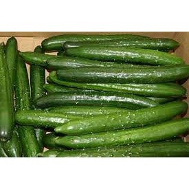 30 hạt giống dưa chuột dài
