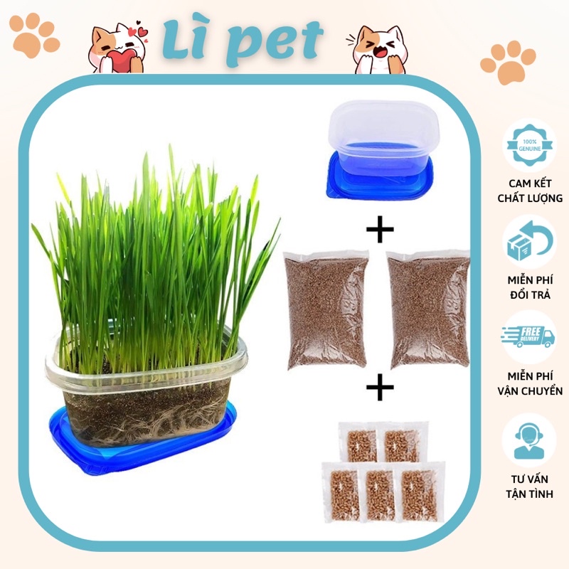 Cỏ mèo tự trồng tiết kiệm-bổ dưỡng Combo bộ bao gồm 5 túi hạt lúa mạch, túi đất, 1 hộp gieo