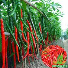 30 hạt giống ớt dài Hàn Quốc
