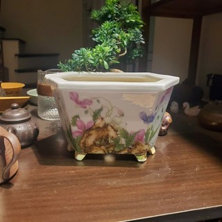 Chậu trồng cây bonsai