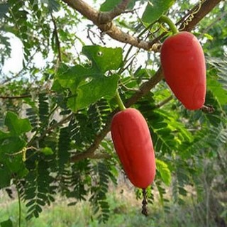 Trái Bình Bát Dây tươi 1kg