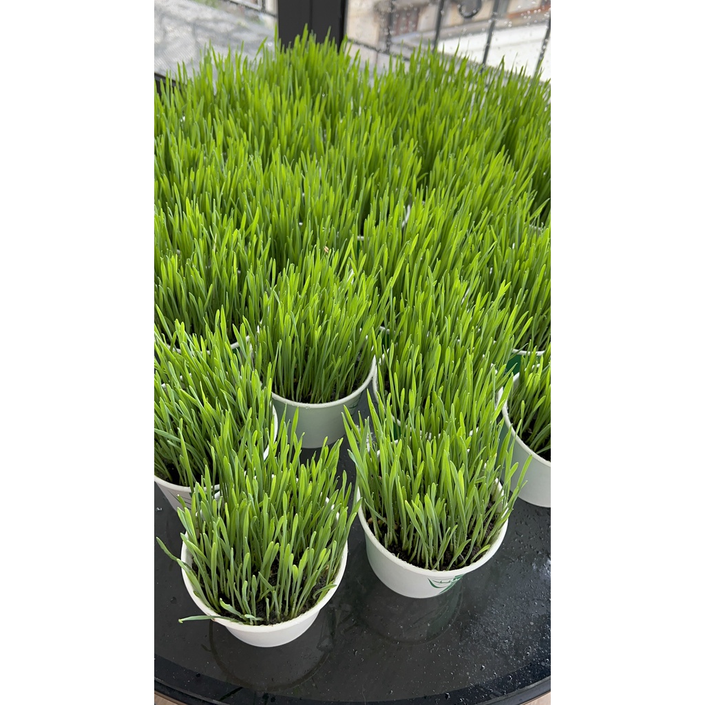 Cỏ lúa mì trồng sẵn,cỏ tươi • wheatgrass • cỏ mèo, ép lấy nước uống,trang trí nhà cửa,sân vườn