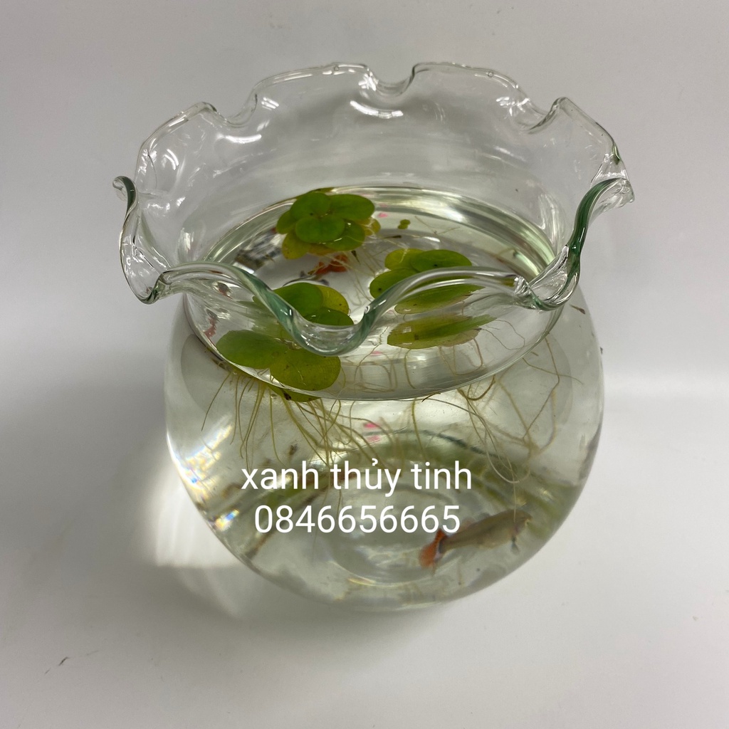 Bể cá/ bể thủy sinh/ hồ cá Mini chất liệu thủy tinh trong veo, miệng BÈO xinh xắn nhiều size (Tặng kèm túi sỏi + 1 cây R