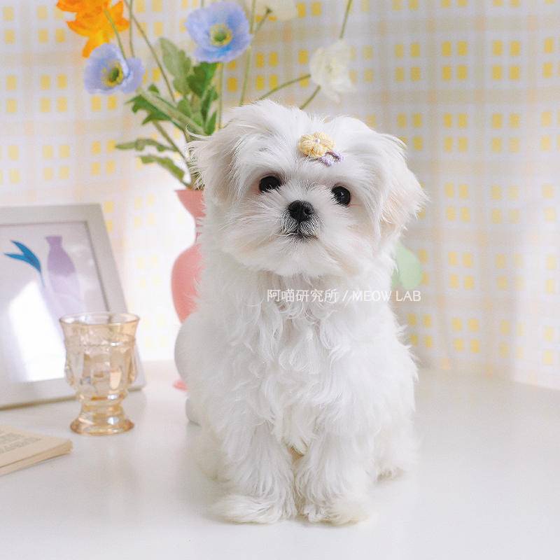 Kẹp Tóc Hình Bông Hoa Dễ Thương Cho Thú Cưng