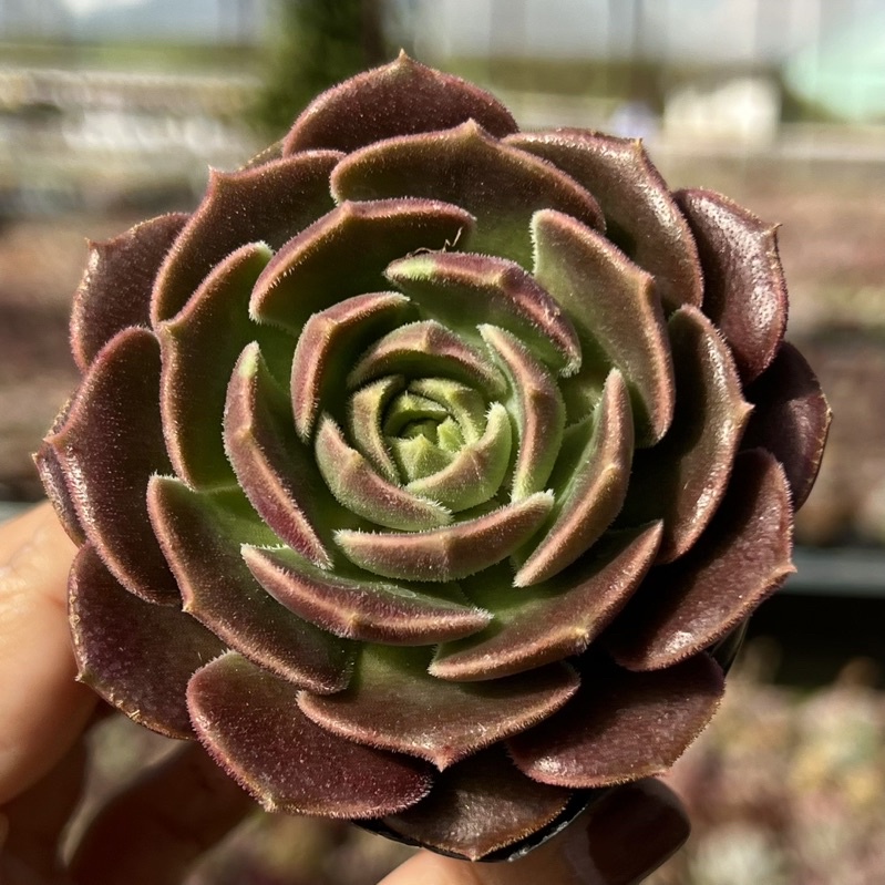 Cây sen đá Nâu Nhám giống siêu hot size bầu 4-4,5cm THUANPHAT GARDEN, siêu đẹp lạ, lỗi 1 đổi 1