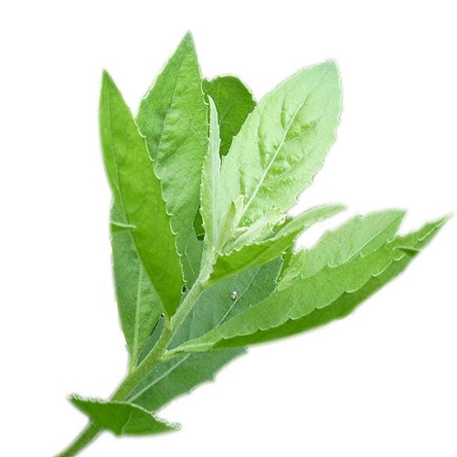 Lá Cúc Tần tươi 1kg