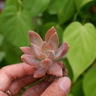 Sen đá đỏ mini 3-4cm hư 1 đổi 1