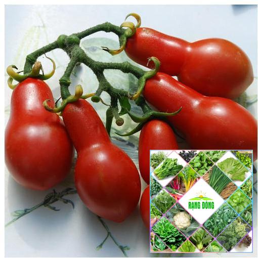 30 hạt giống cà chua chuối
