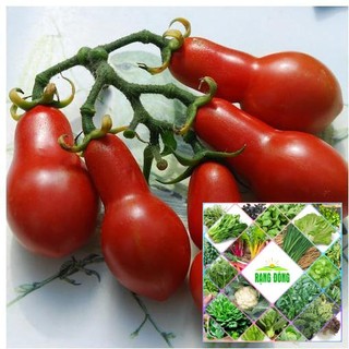 30 hạt giống cà chua chuối