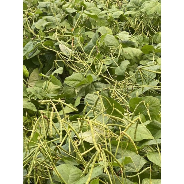 Đậu xanh trồng rẫy vườn Kon Tum chuẩn sạch túi 500g/1Kg