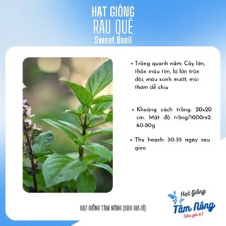 Hạt giống rau quế TN 828