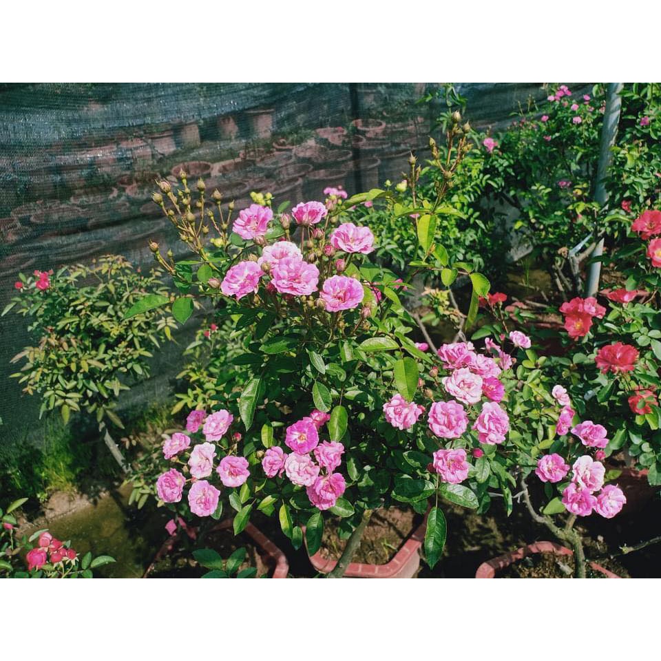 Hoa hồng ngoại Otto Line hoa chùm sai hoa cực đẹp - bầu to lớn, cây trưởng thành trưởng thành