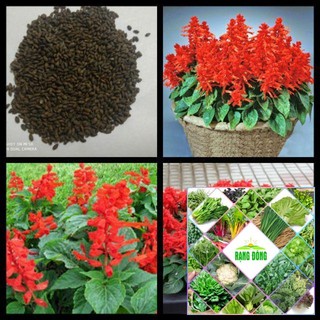 Gói 100 hạt giống xác pháo đỏ f1