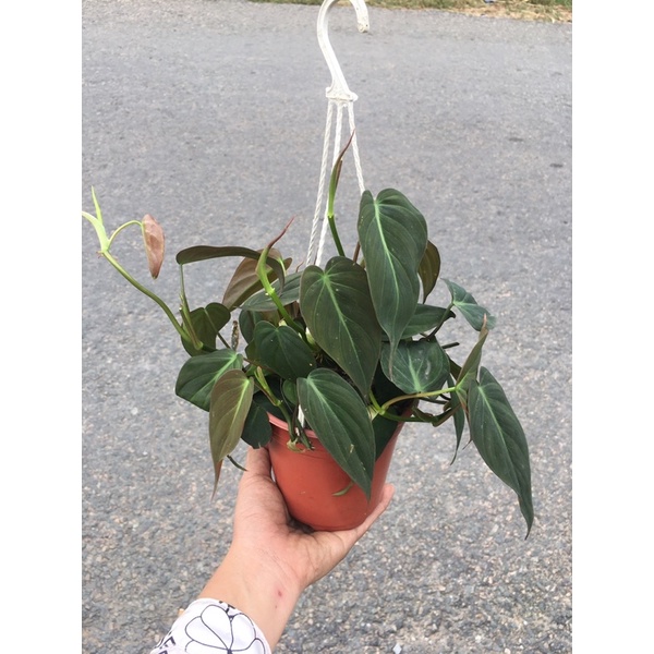 Trầu bà mini các loại