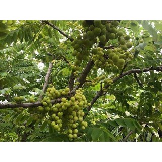 Cây chùm ruột ngọt siêu sớm ( cây xanh ngọc lan 47)