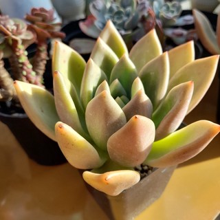 Sen đá đế lai pha lê, hàng nhập Trung