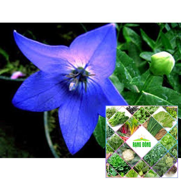 gói 100 hạt giống hoa cát cánh