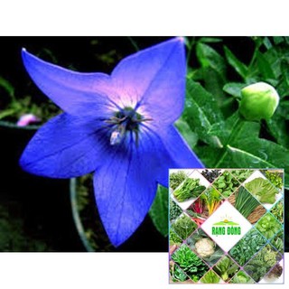 Gói 100 hạt giống hoa cát cánh