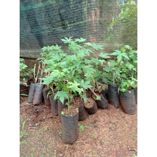 Cây hoa đèn lồng Abutilon pictum ( giao siêu nhanh có bảo hành)