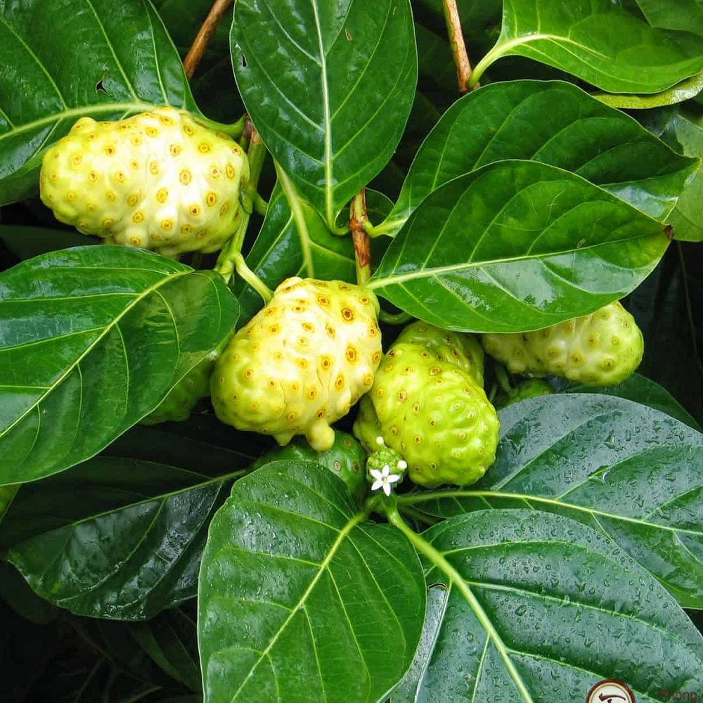 Lá Nhàu Tươi 1kg