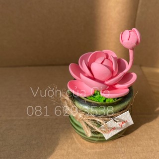 Sen dù hồng mini từ đất sét, quà tặng sen đá trong hộp giấy vintage