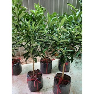 Cây tắc ngọt