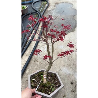 Chậu cây phong lá đỏ