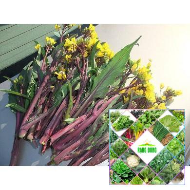 gói 10 gr hạt giống cải ngồng đỏ