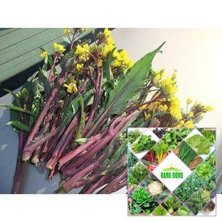 Gói 10 gr hạt giống cải ngồng đỏ