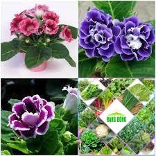 Hạt giống hoa tử la lan 50 hạt hat f1
