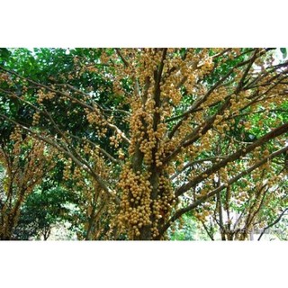 CÂY GIỐNG bòn bon ( cây giống siêu sớm có bảo hành)