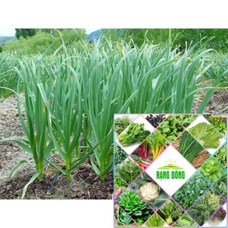 Gói 5gr giống rau hẹ hat f1