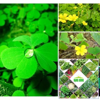 Gói 200 hạt giống cỏ ba lá