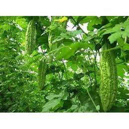 10 Hạt giống  mướp đắng